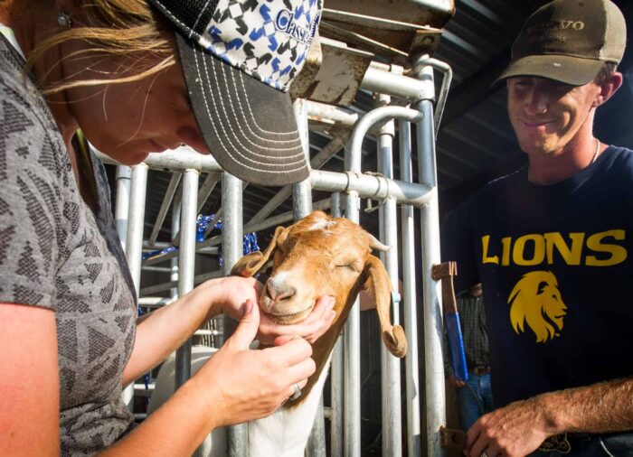 students examining a goat