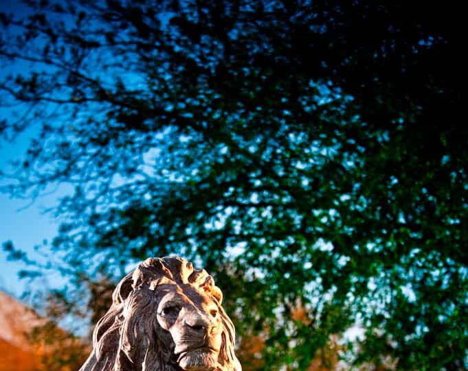 A lion statue at A&M-Commerce