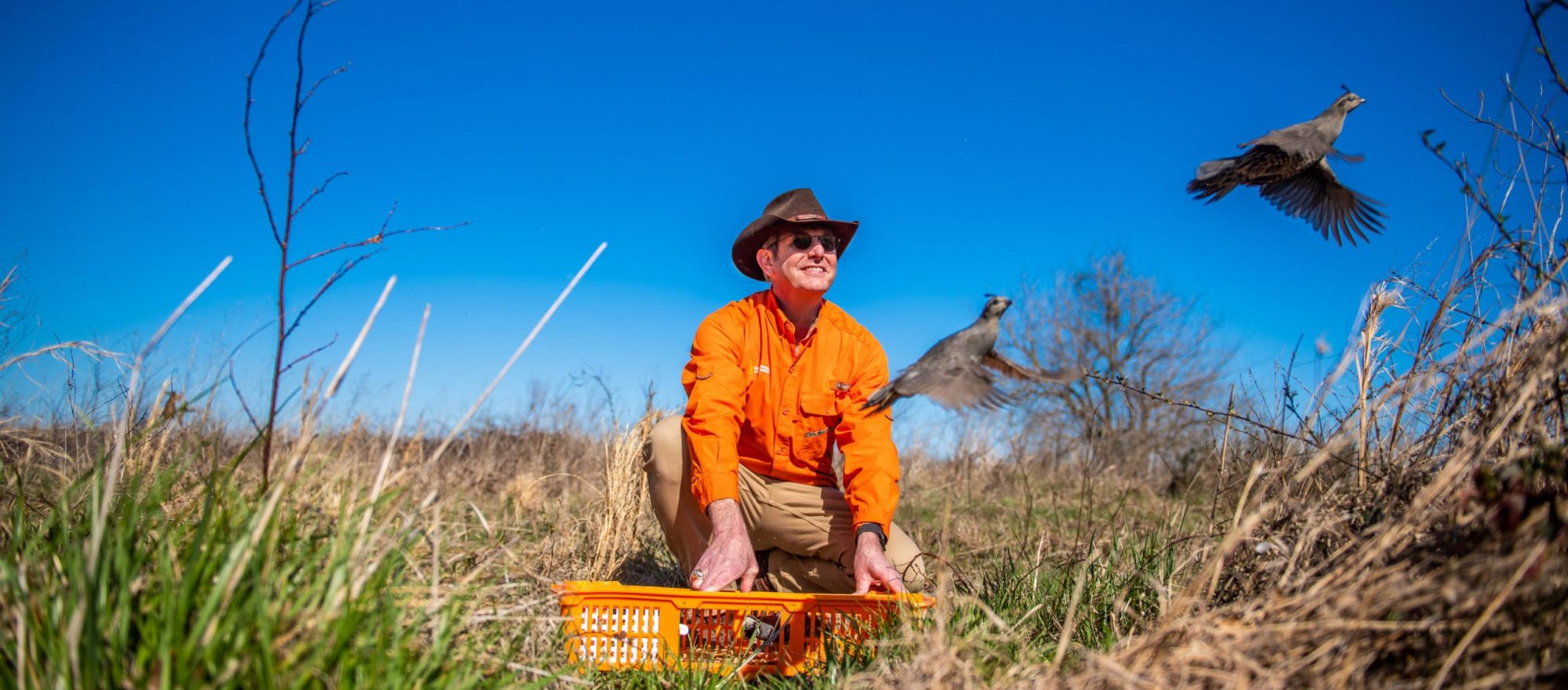 Quail Activity Laboratory for Upland Gamebirds | East Texas A&M University, ETAMU