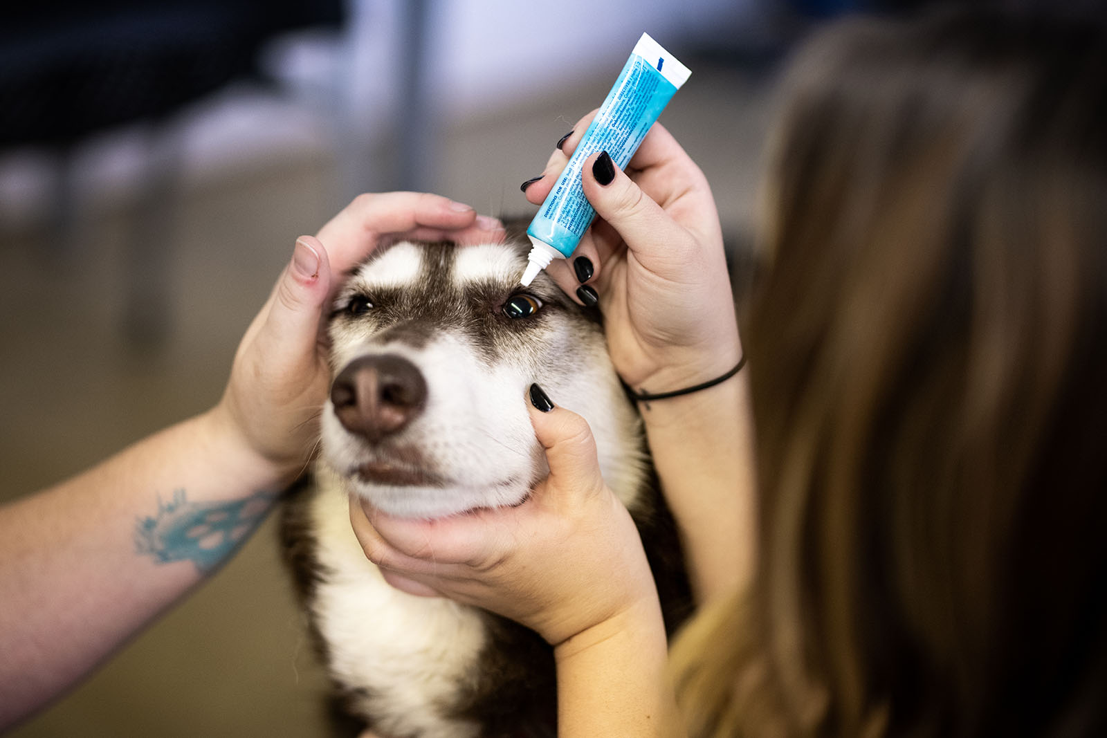 veterinarian applying medicine on dog's eye.