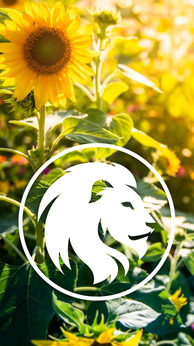 Sunflower field with lion face symbol.