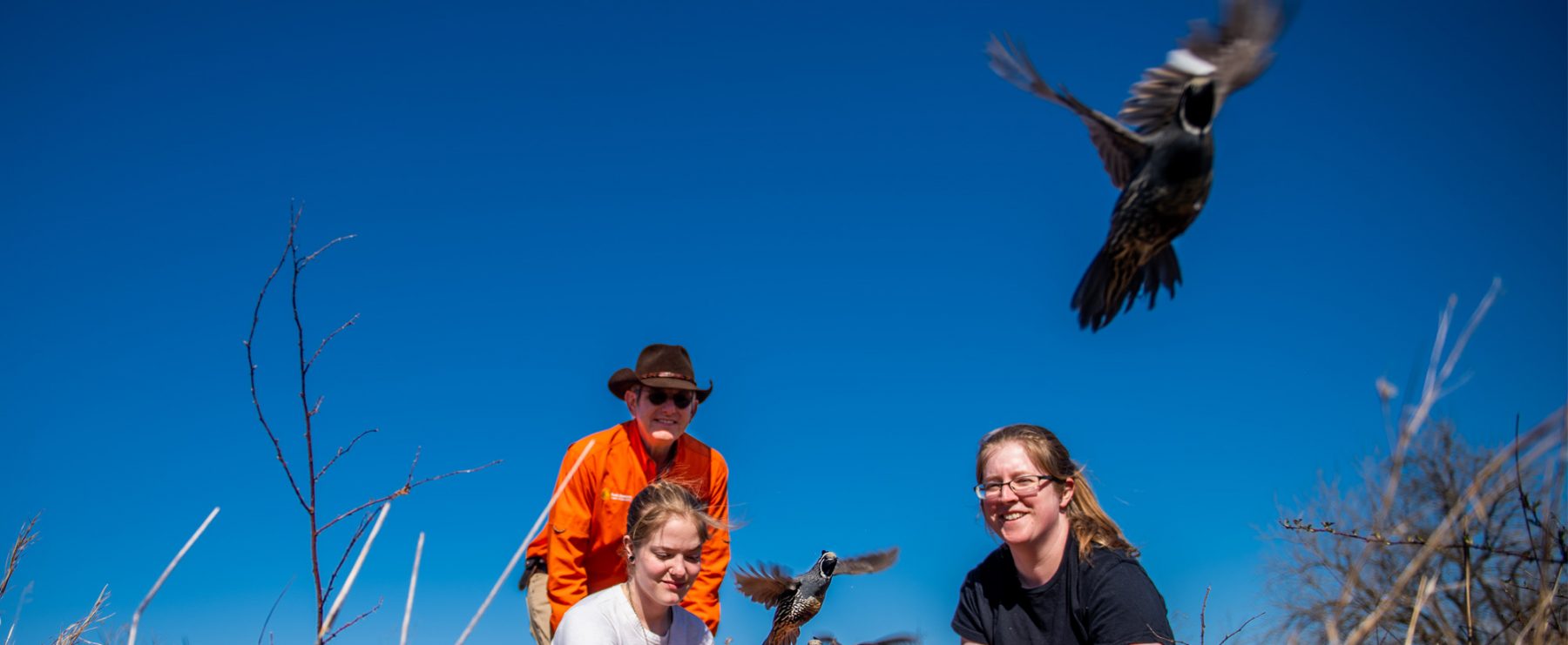 Three people are outdoors in a field with bright blue skies, releasing several quails into the air.