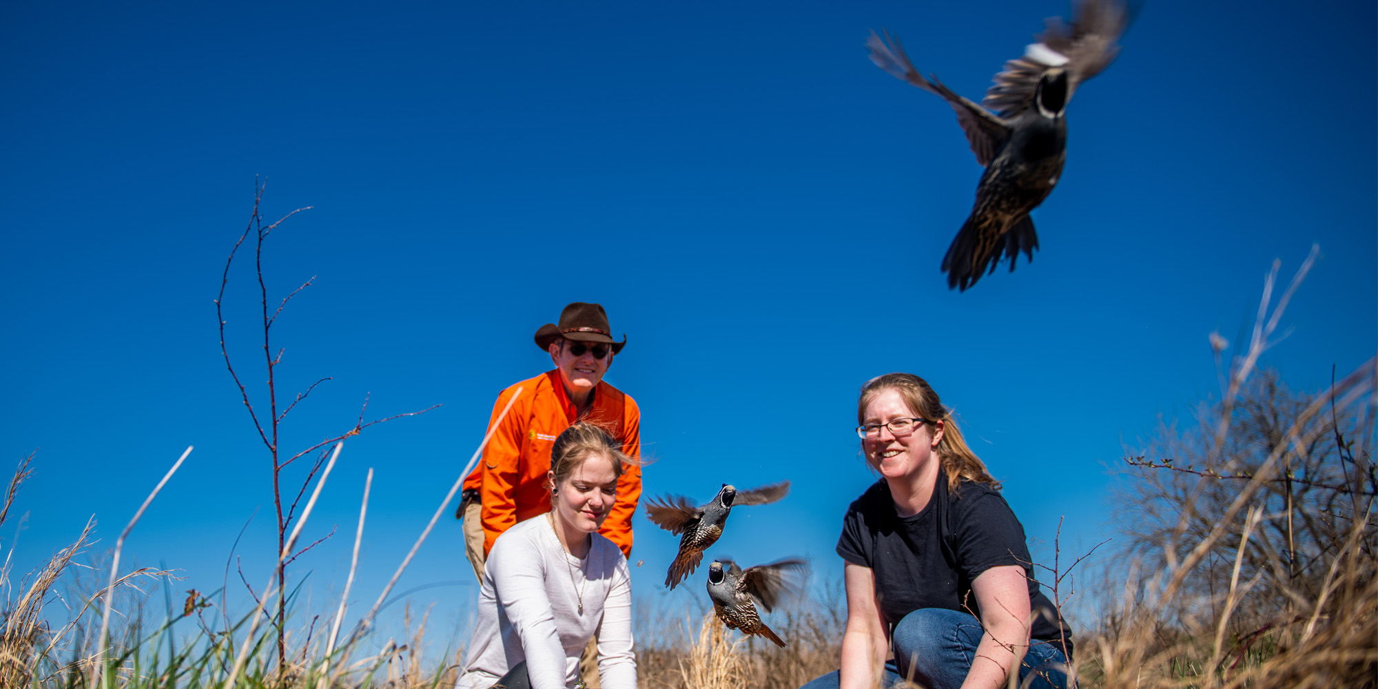 Three people are outdoors in a field with bright blue skies, releasing several quails into the air.