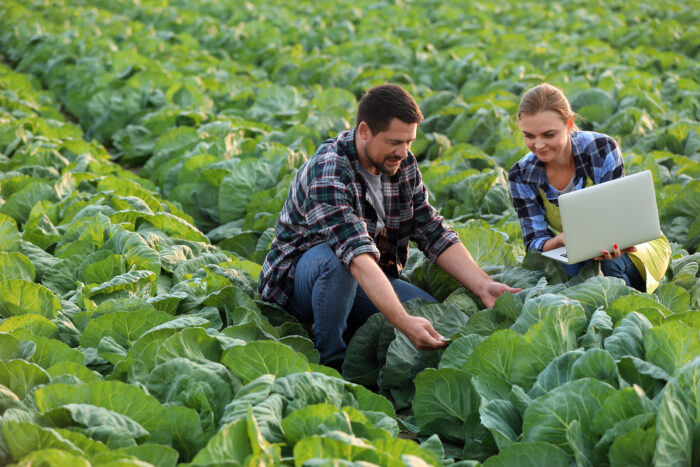 Agricultural engineers working in field