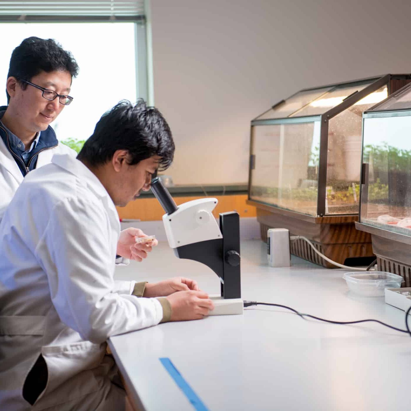 Biology researchers looking into microscope