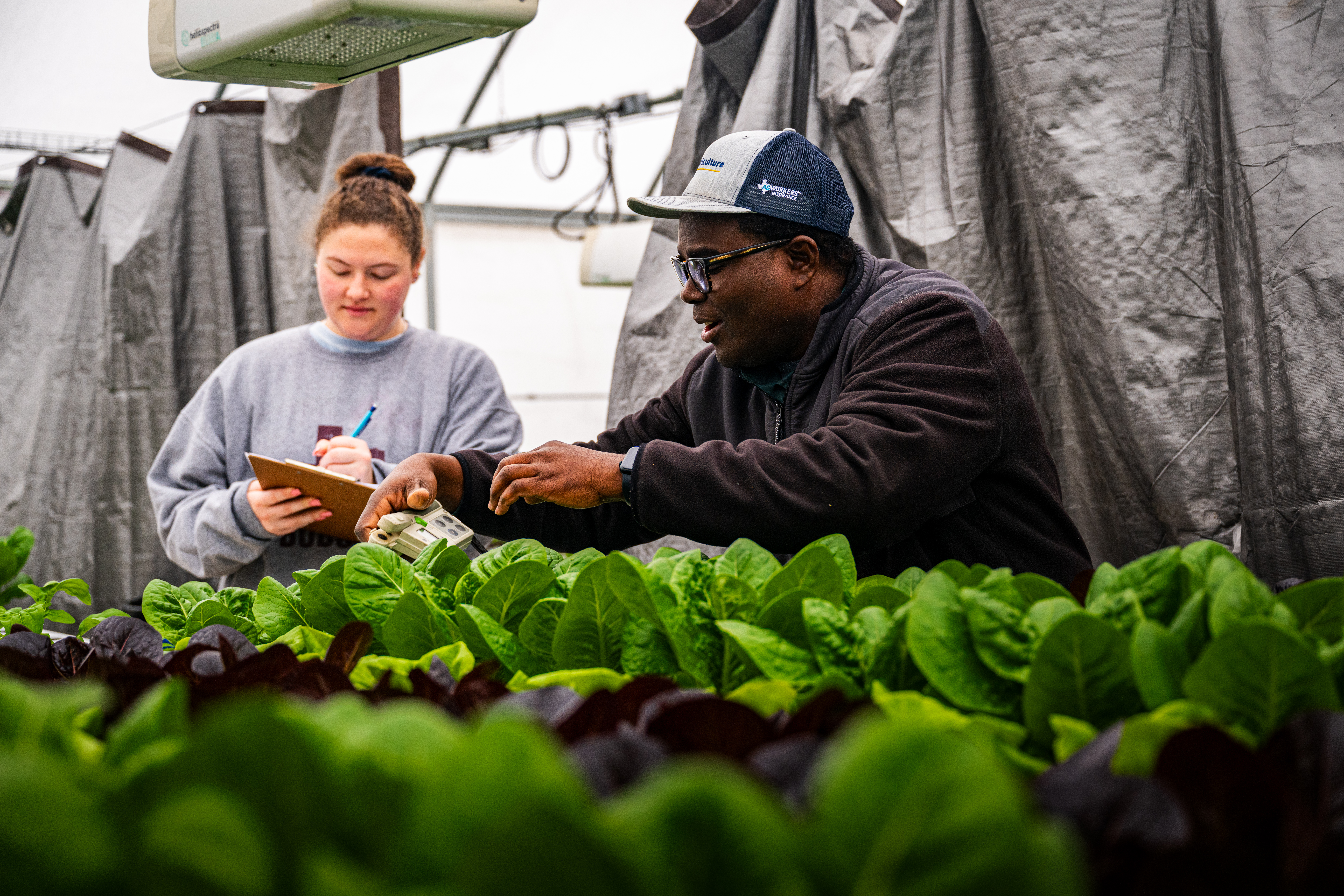 Person on left is writing on a clipboard. Person on right is holding a device and measuring lettuce leaves. A crop of lettuce is shown in the foreground.