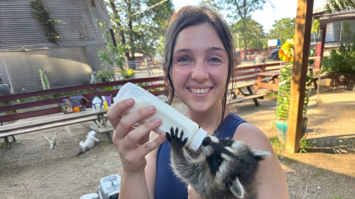 A student holds a raccoon as it drinks from the bottle of milk she's holding.