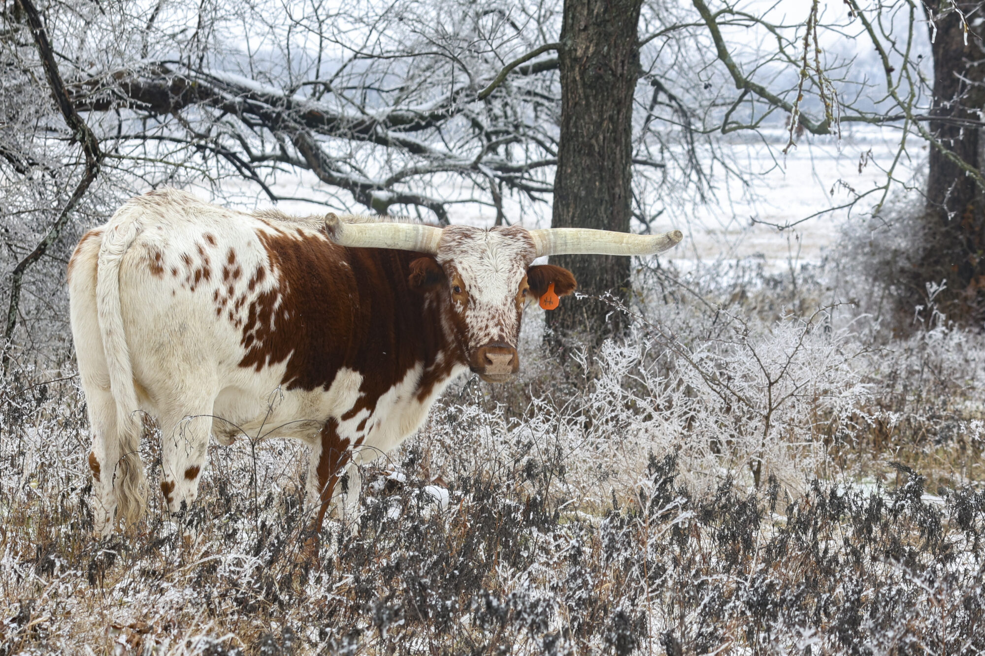 A longhorn bull standing in a field covered in frost from an ice storm.