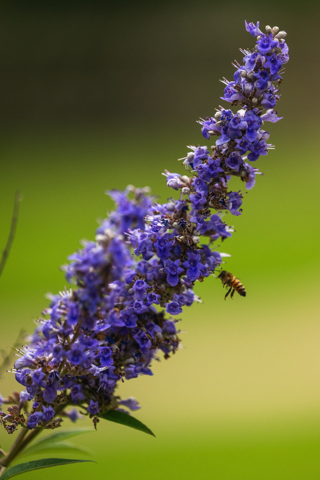 Up close picture of purple flowers and a honey bee.