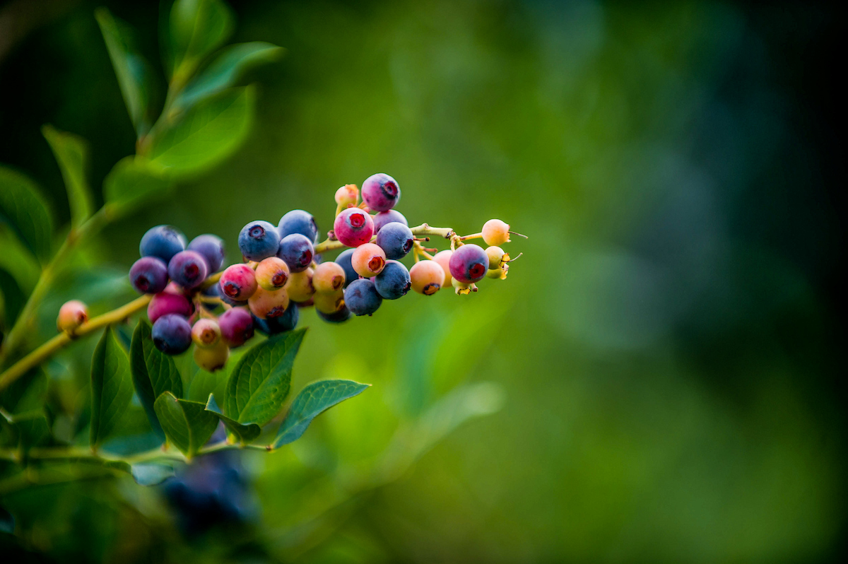 blueberries still on the branch.