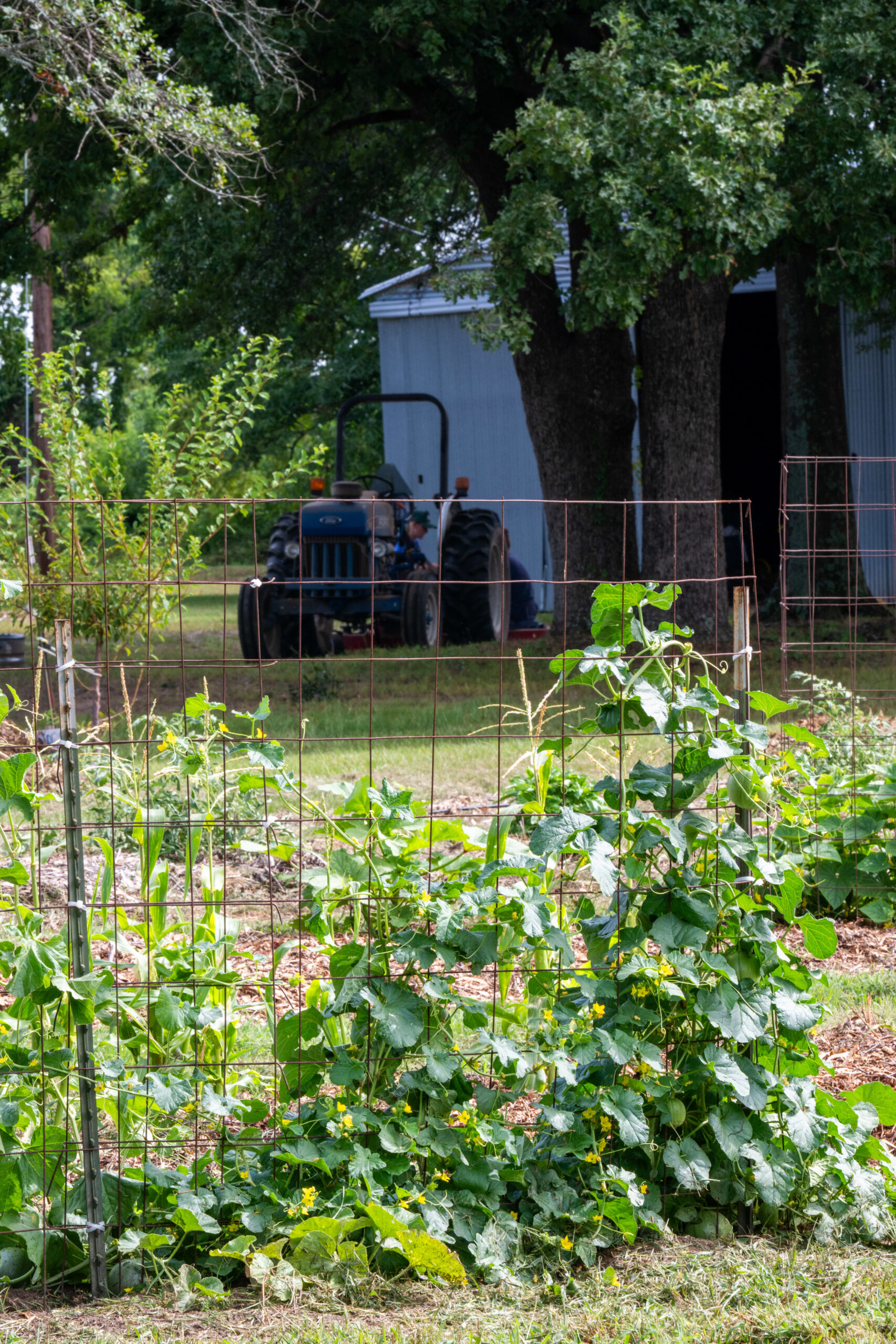 A plant growing up a metal fence.
