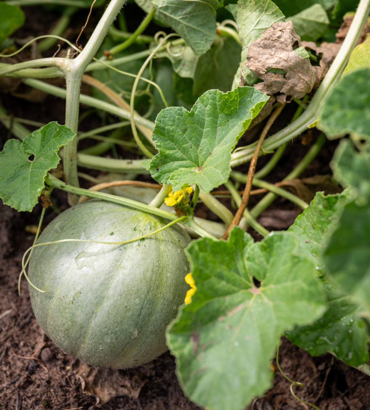 A watermelon growing.