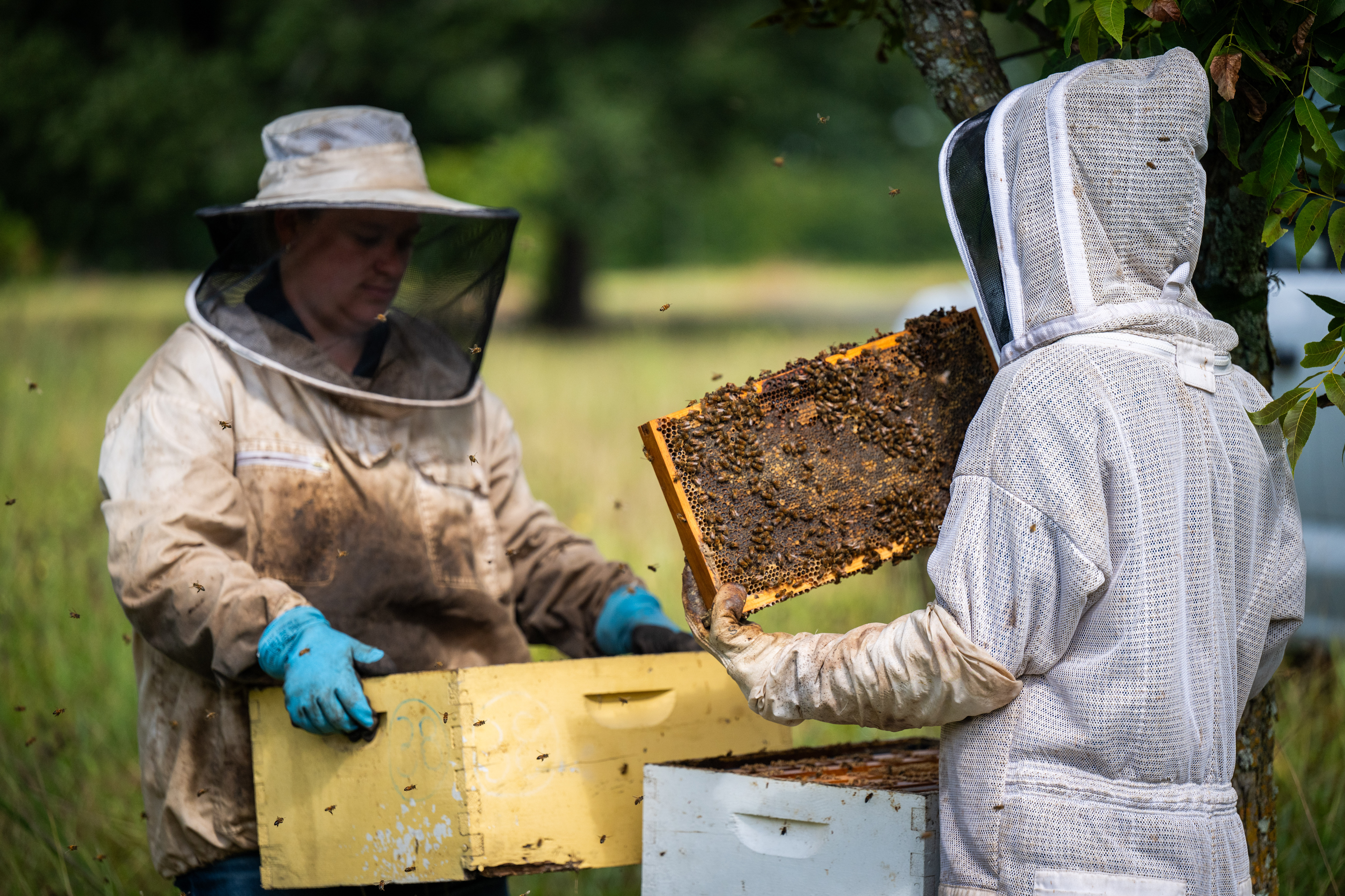 Two beekeepers in protective suits tend to a manmade beehive box.