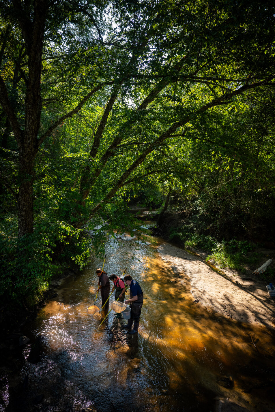 A creek surrounded by trees, with three people standing in the water.