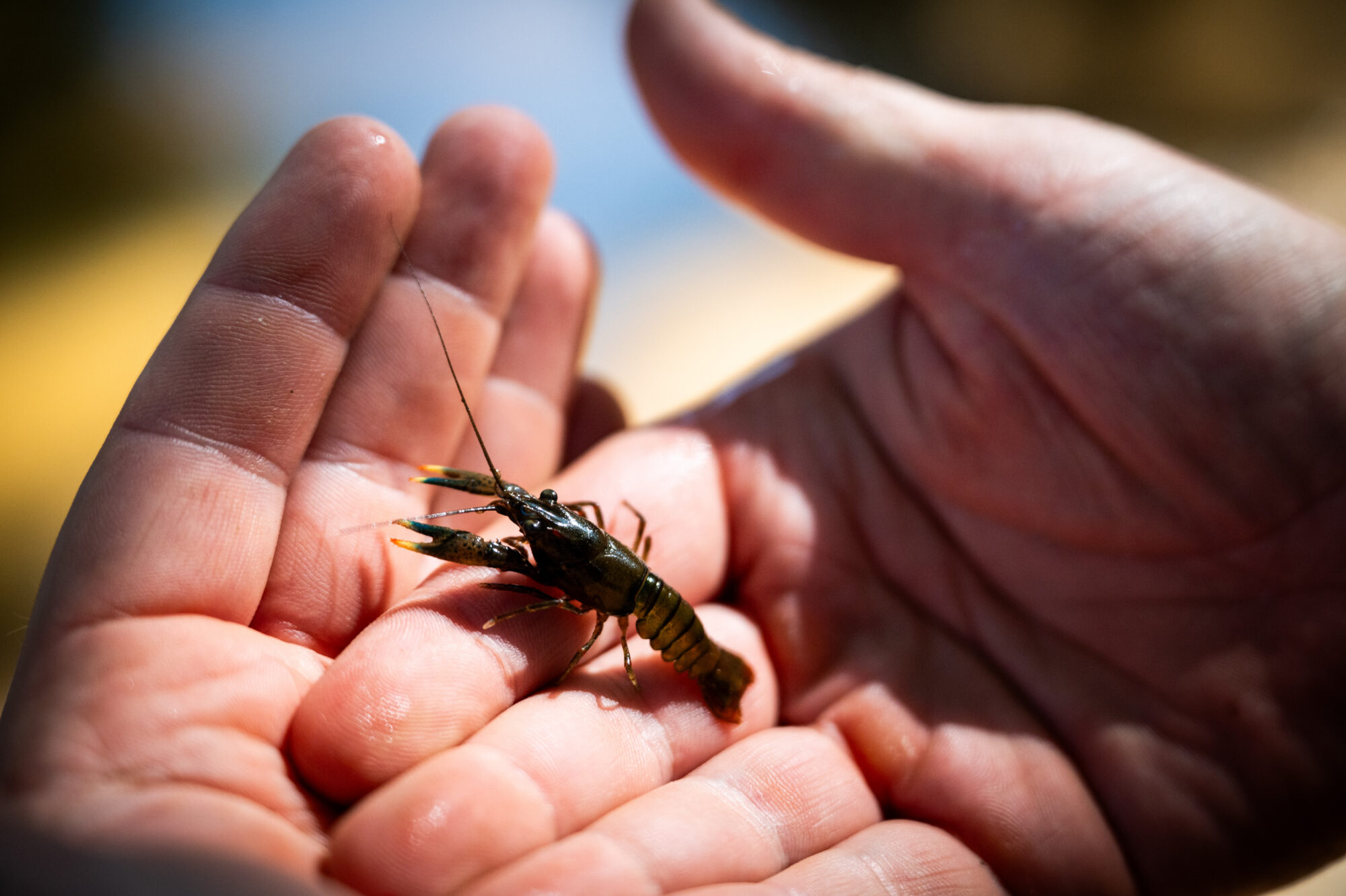 Hands holding a crayfish.