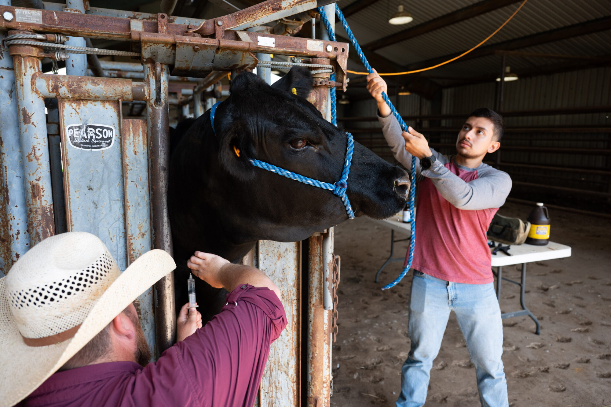 Male student works with a cow in a barn