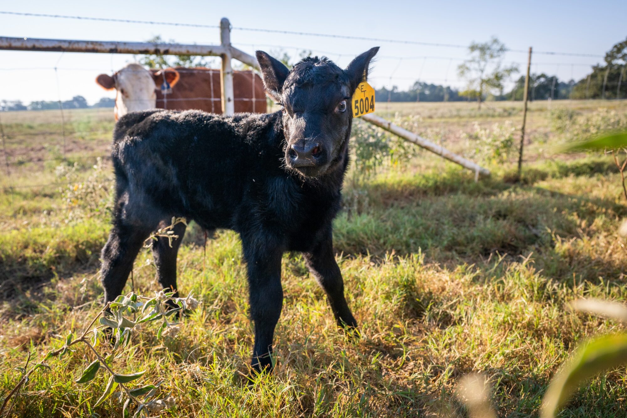 A black calf standing in a field. An adult cow is visible in the background.