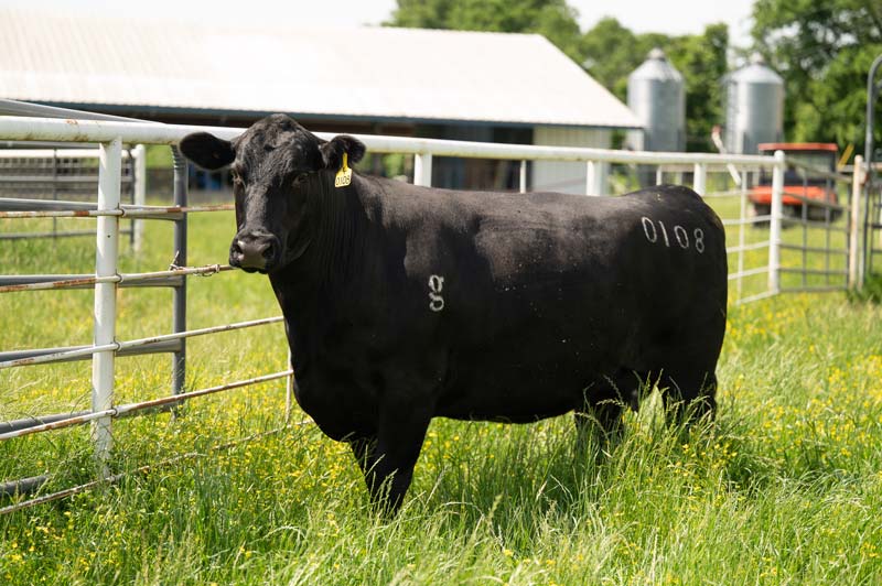 A black cow looks at the camera. She is standing in green grass with a white pipe fence behind her.