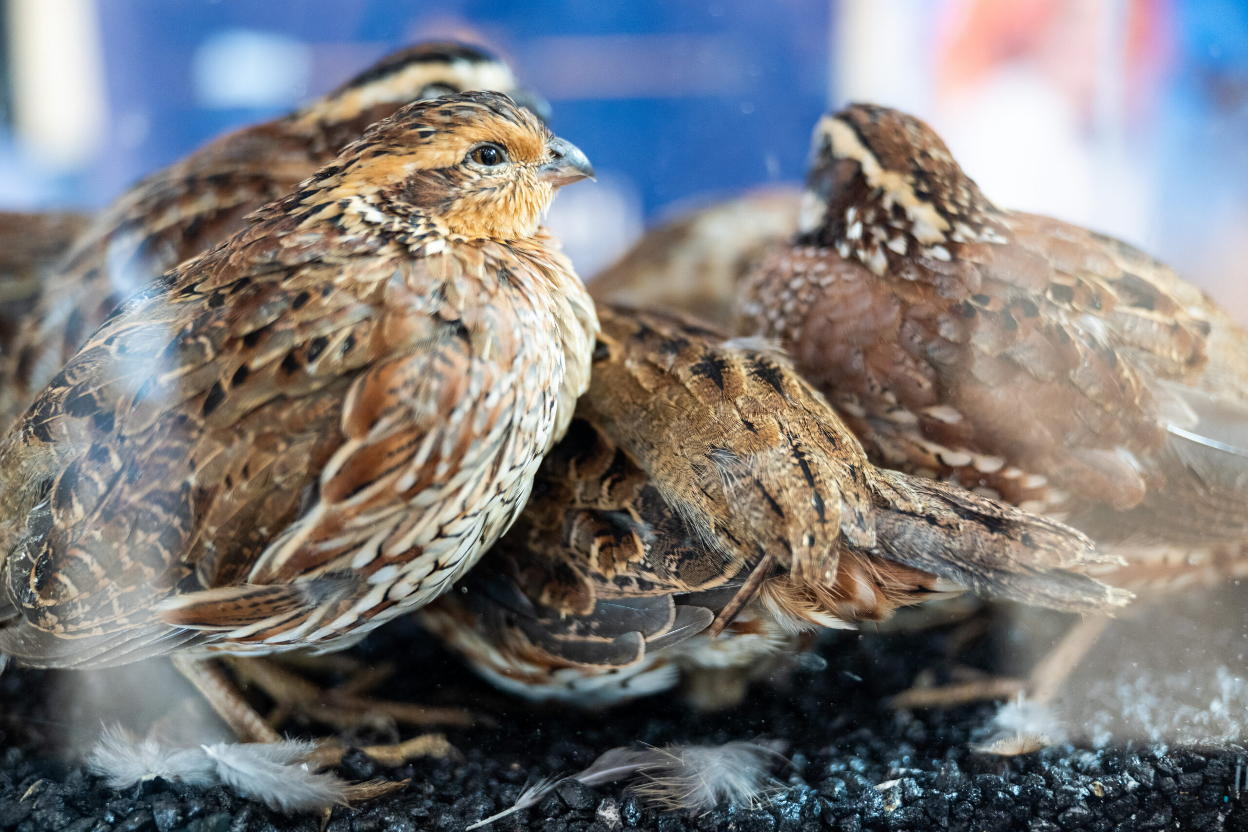 Around four quail huddle together.