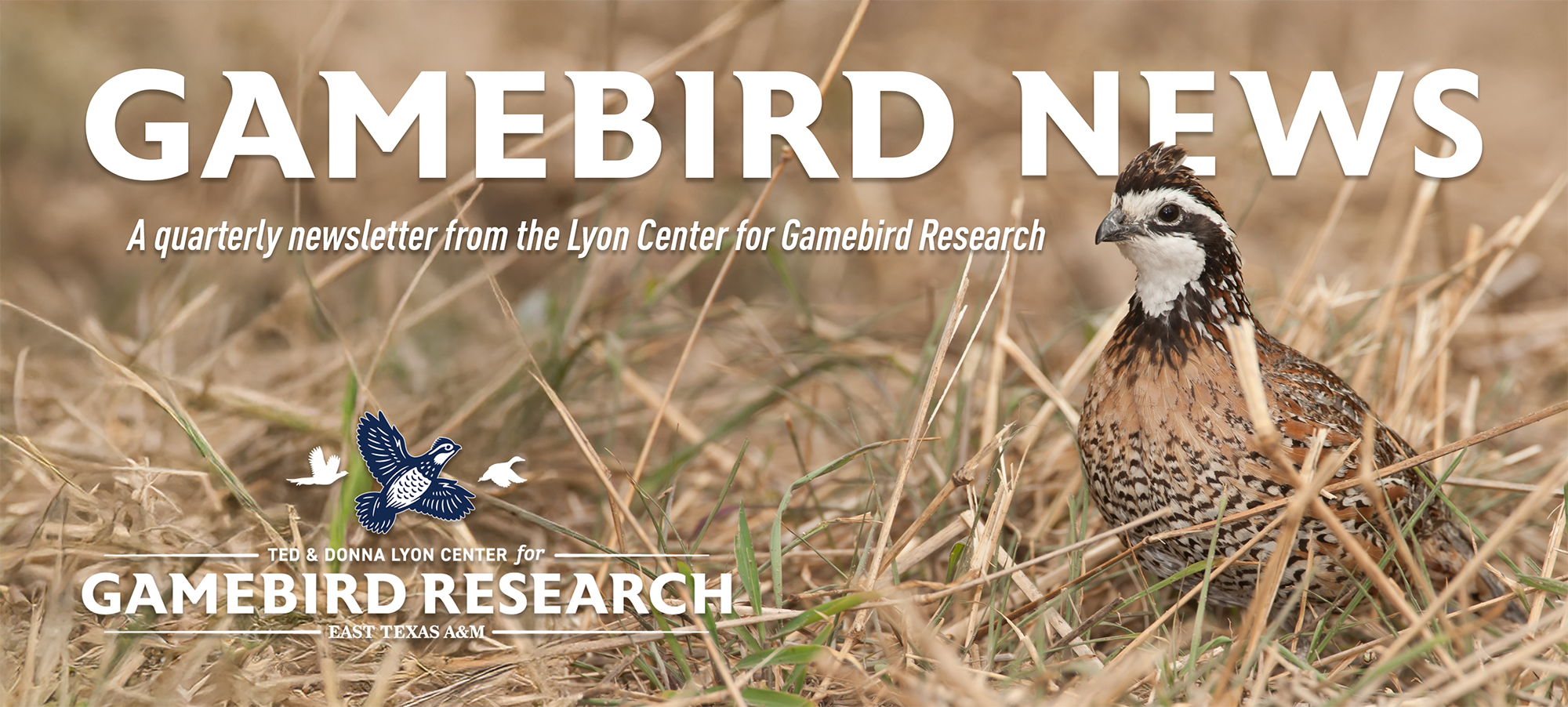 Closeup of a lone bobwhite quail at right, nestled in fall grasses. The words Gamebird News are in all-caps at top, and a line beneath the heading reads, "A quarterly newsletter from the Lyon Center for Gamebird Research"