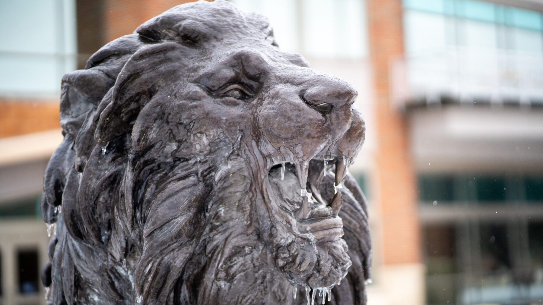 A lion statue covered in a thin layer of ice.