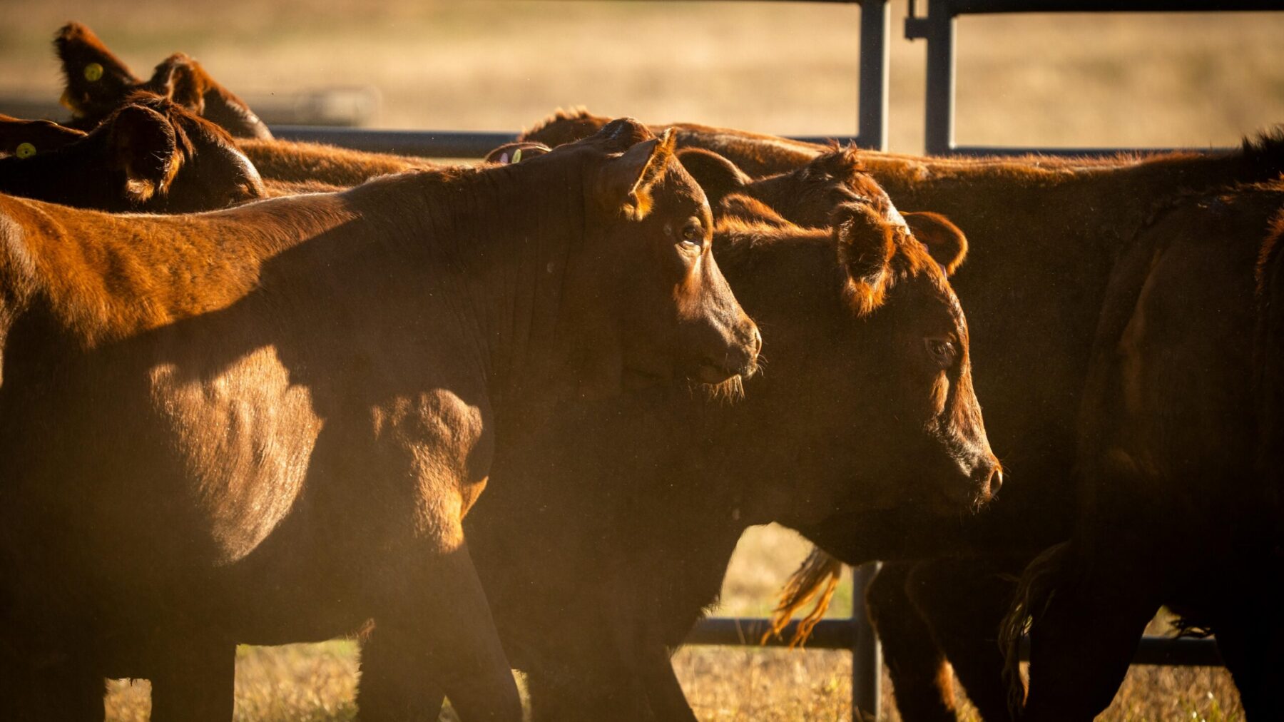 A herd of brown cattle in a pasture.
