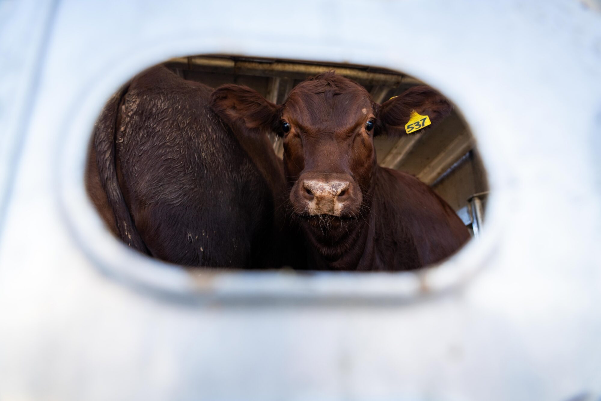 A brown cow photographed inside of a transport trailer.