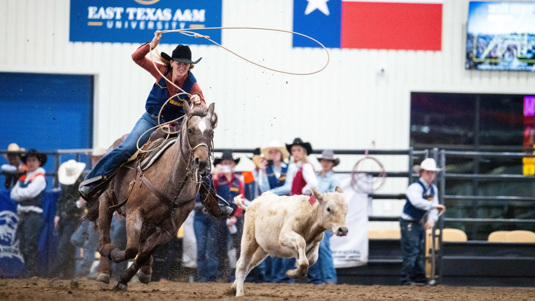 An ETAMU Rodeo Team competitor twirls a lasso over her head as she rides her barrel racing horse in pursuit of a white calf that runs in front of her horse.