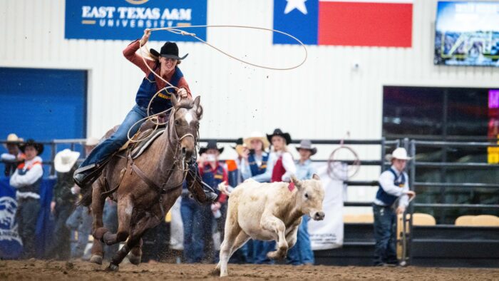 An ETAMU Rodeo Team competitor twirls a lasso over her head as she rides her barrel racing horse in pursuit of a white calf that runs in front of her horse.