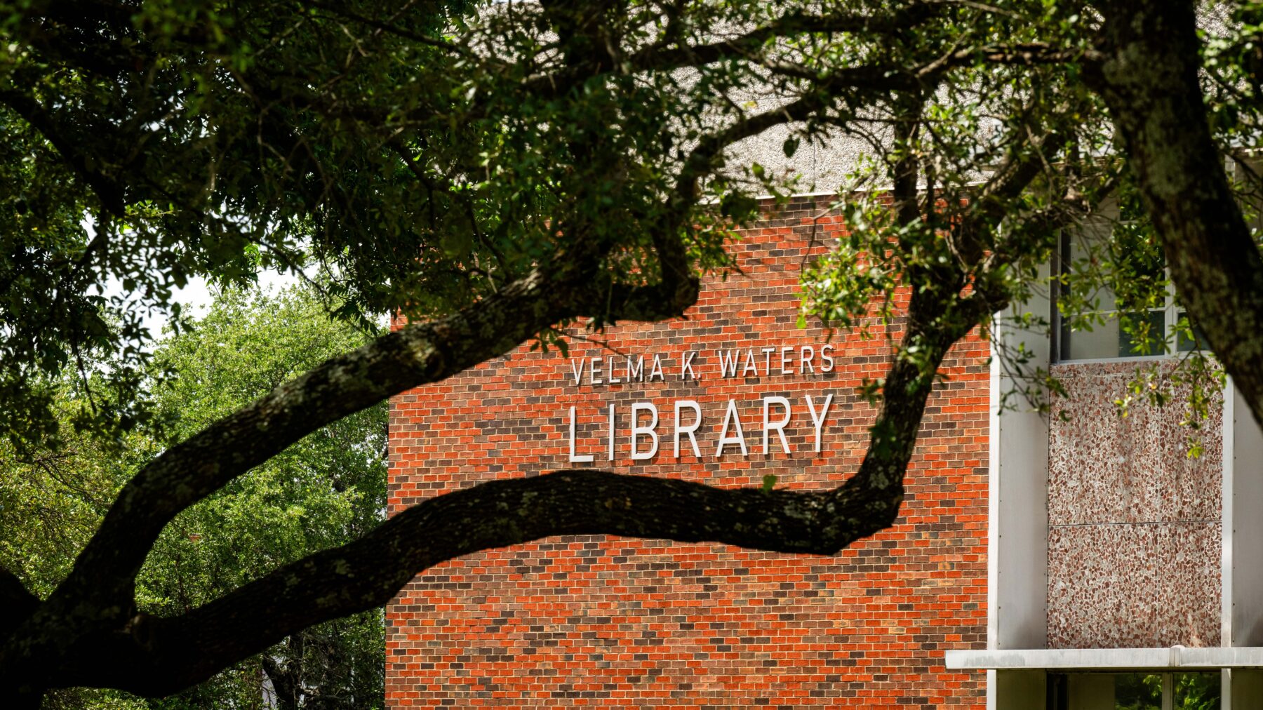 In the foreground, a couple of tree branches; in the background, a building with the words "Velma K. Waters Library" on the side.