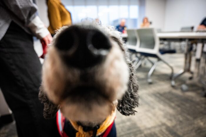 Closeup of a dog's muzzle