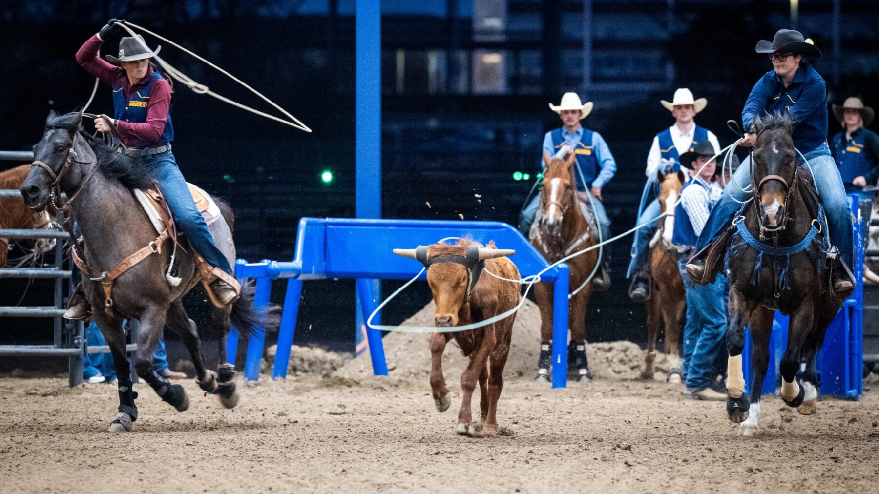 Two horse riders attempt to rope a calf during a rodeo event.