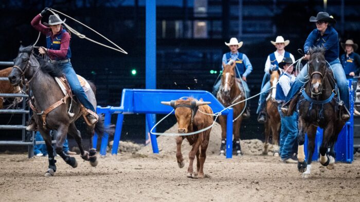 Two horse riders attempt to rope a calf during a rodeo event.
