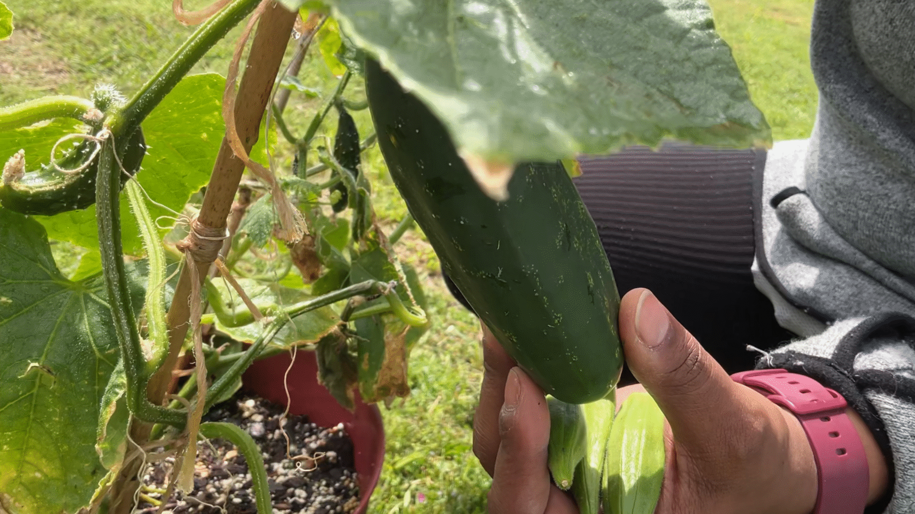 A person tending to a zucchini plant in an outdoor garden.