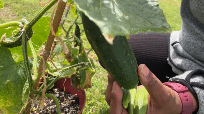 A person tending to a zucchini plant in an outdoor garden.