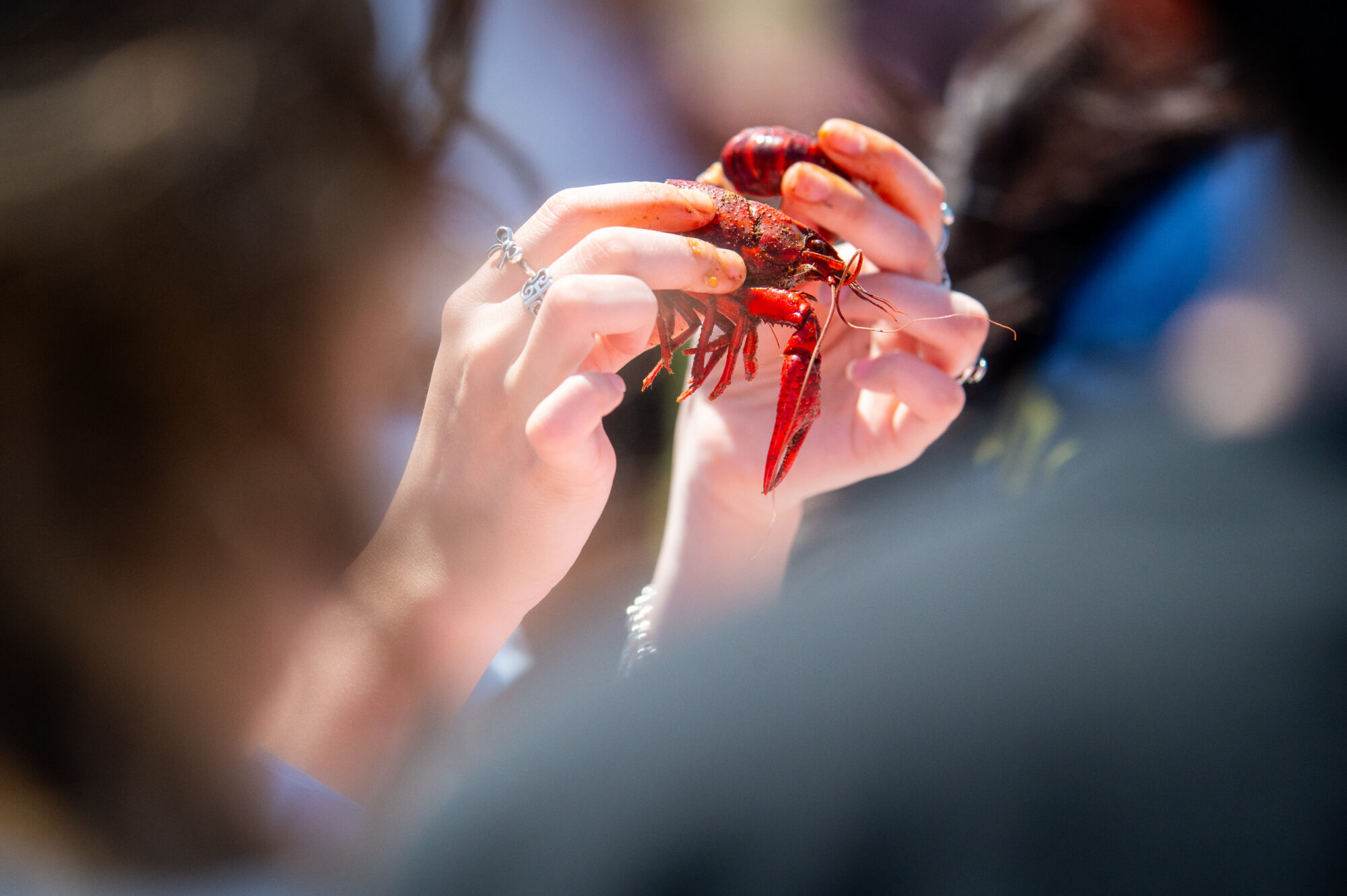 hands holding a hermit crab