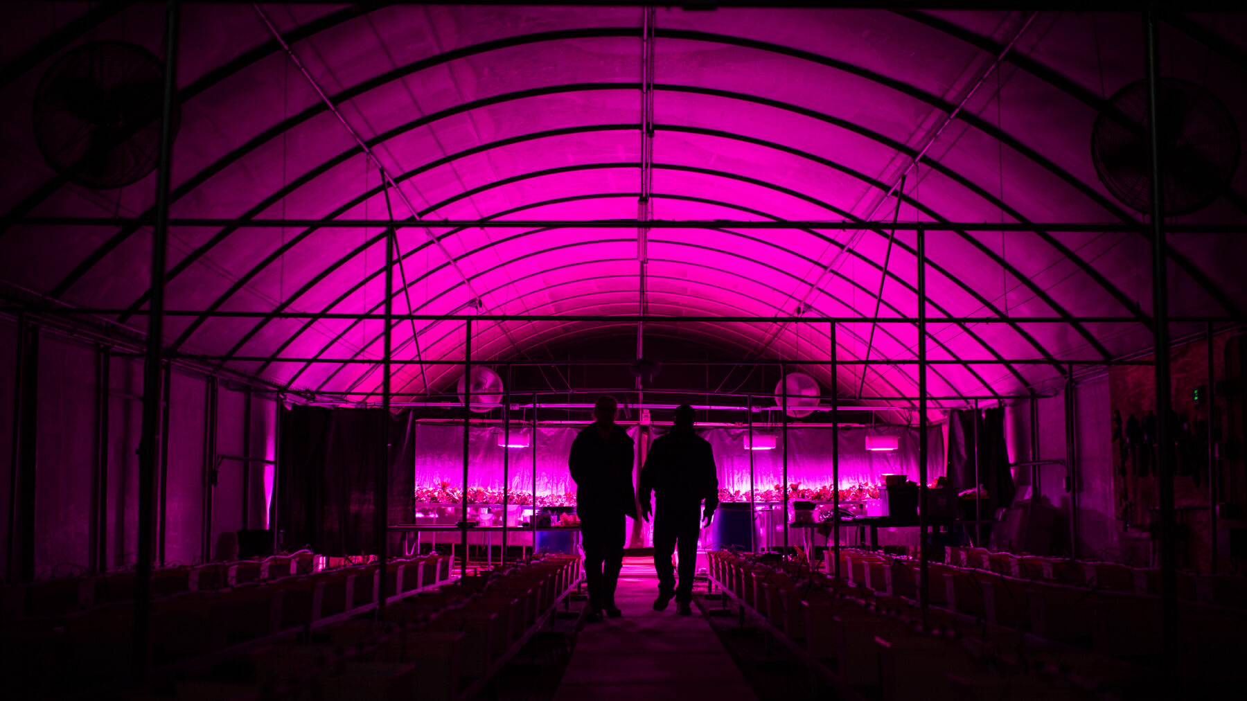 Two people stand in darkened greenhouse lit only with a purple glow of agricultural grow lights.