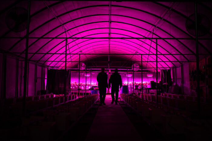 Two people stand in darkened greenhouse lit only with a purple glow of agricultural grow lights.
