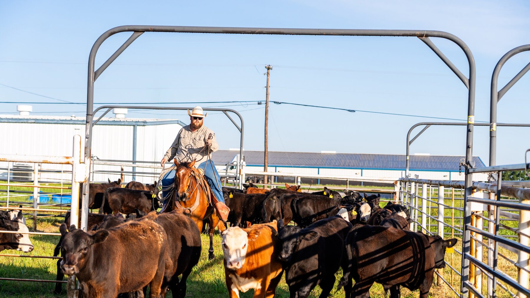 A person riding a horse herds cattle into an outdoor pen.