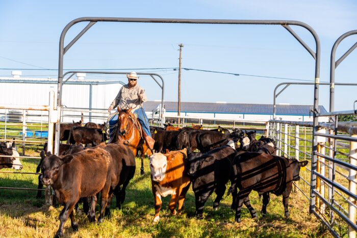 A person riding a horse herds cattle into an outdoor pen.