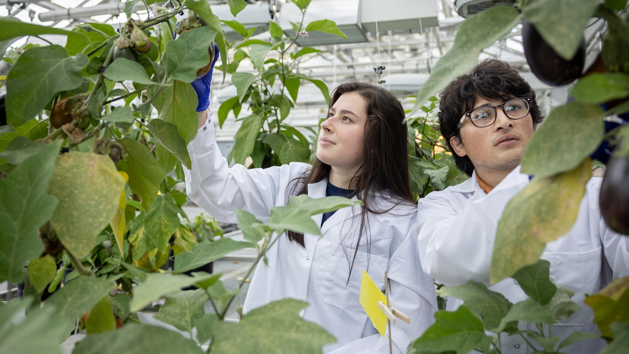 Two people in lab coats examining eggplants in a greenhouse
