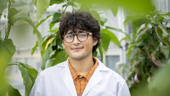 A person in a lab coat standing among rows of eggplants in a greenhouse.