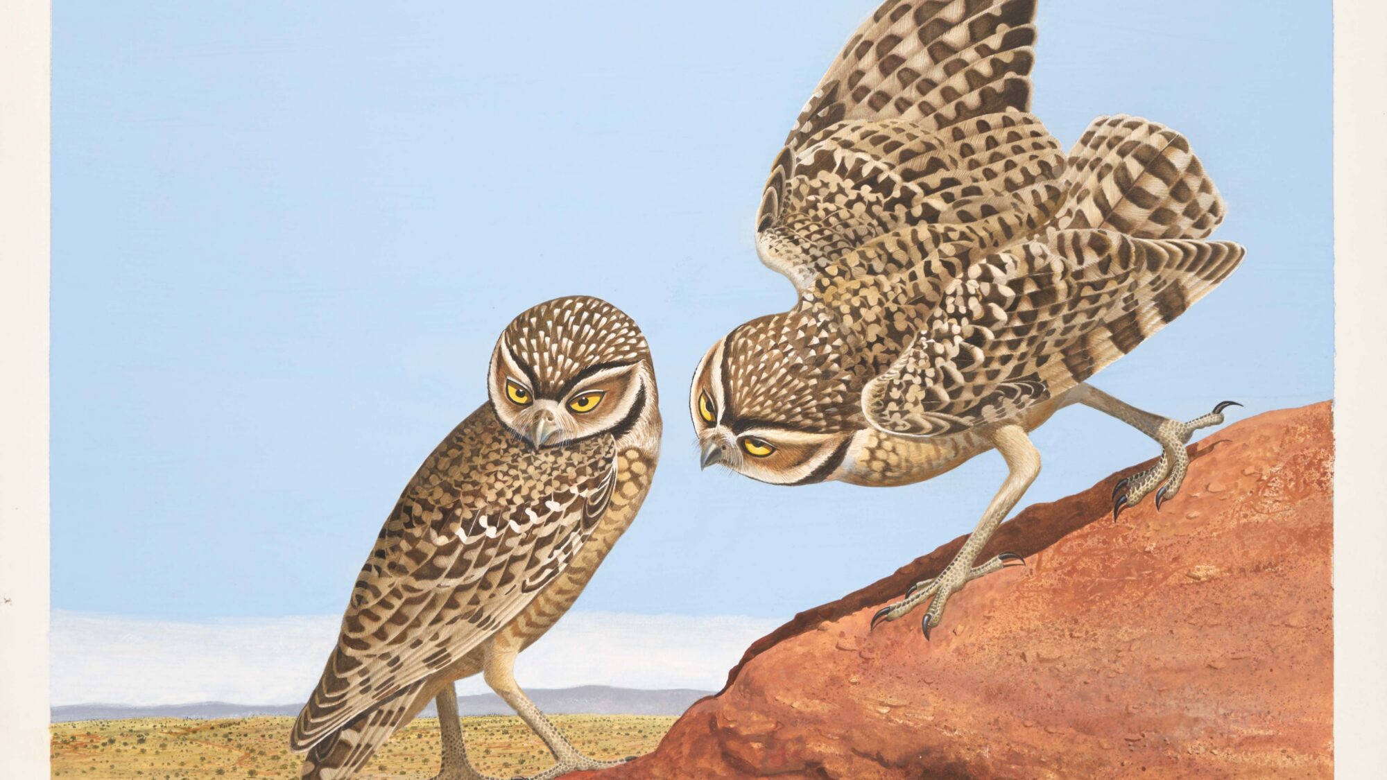 Two brown owls interact. The owl on the right is standing on a red rock with his wings out slightly.