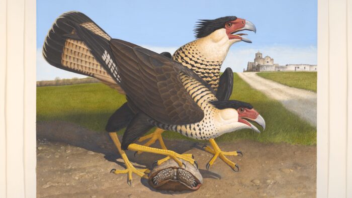 An illustrated art piece depicts two large brown and white birds standing next to each other. The bird in the foreground has its foot on a grey stone-like object.