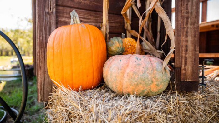 Three pumpkins sitting on a haybale.